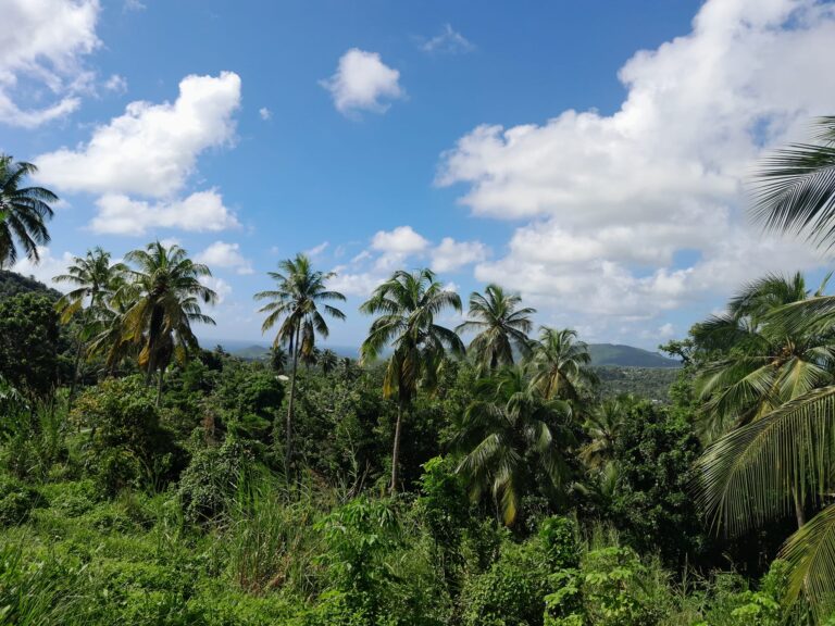 L077 – LAND FOR SALE IN MORNE CAYENNE