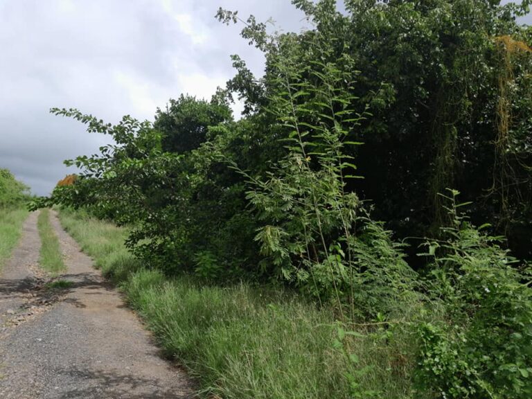 L079 – LAND FOR SALE IN VIEUX FORT